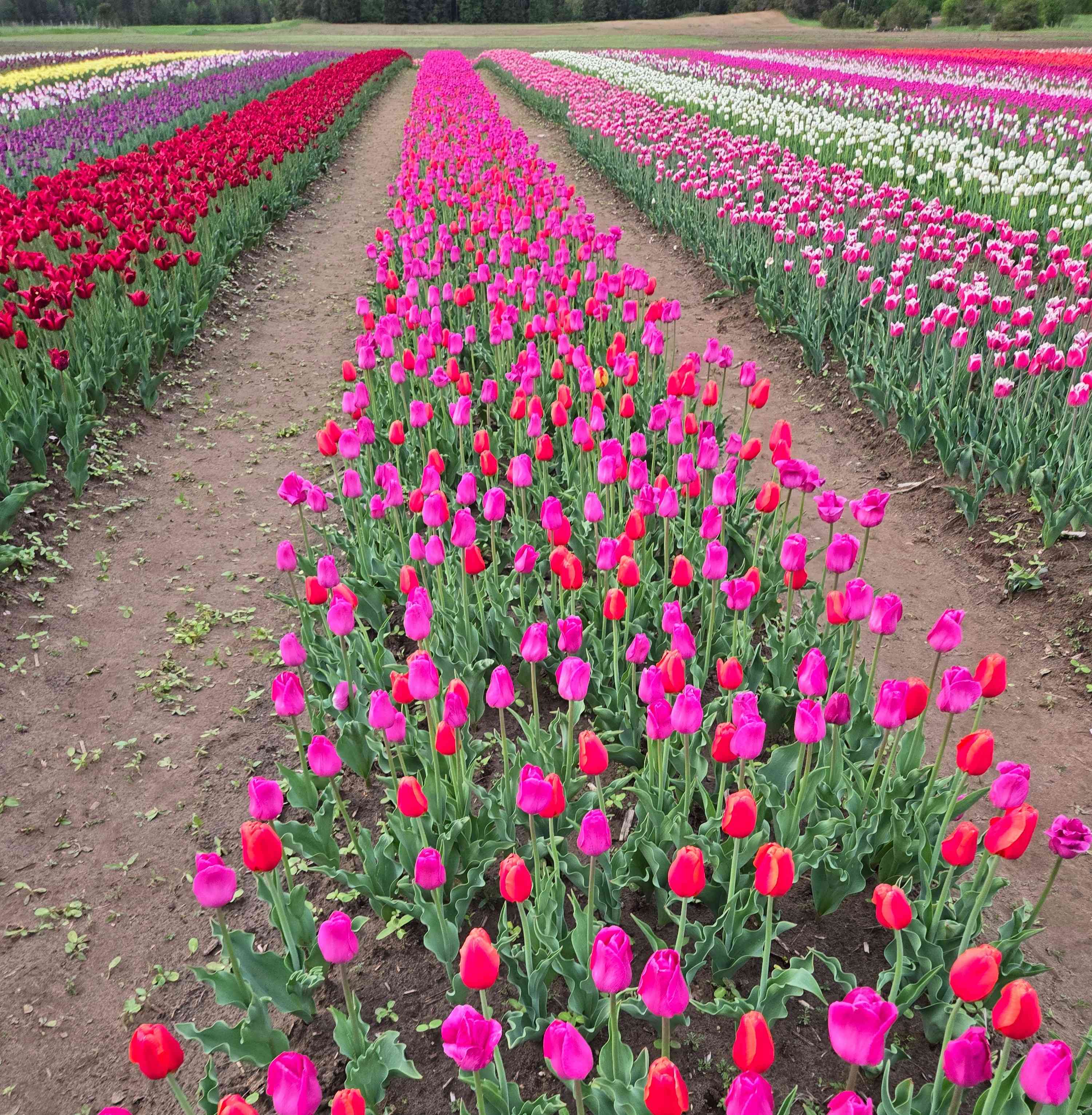 Event image Sandhill Creek Tulip Fest